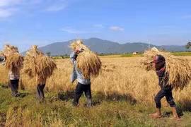 Cambodian farmers havest paddy. (Photo: AFP/VNA)