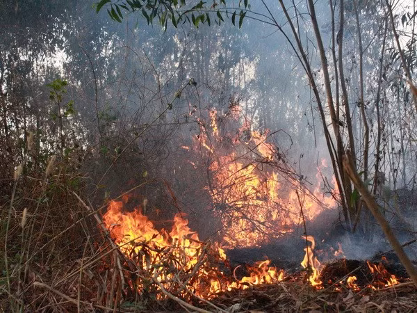 Binh Thuan faces high risk of forest fire ảnh 1
