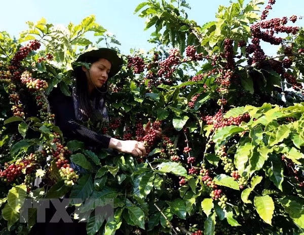 Vietnam supplies one quarter of Japan’s coffee import ảnh 1