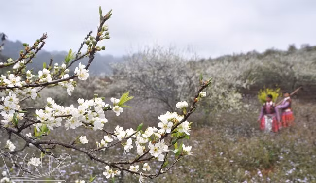 Ban flower festival 2019 kicks off in Son La ảnh 1