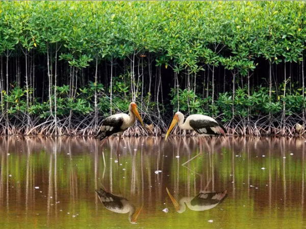 Workshop discusses protected area governance in Vietnam ảnh 2