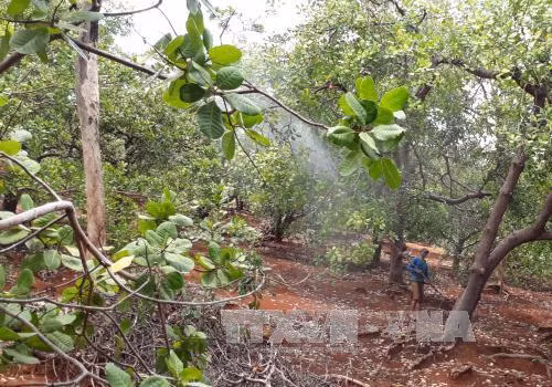 Dutch company eyes 5,000 ha of clean cashew land in Binh Phuoc ảnh 1