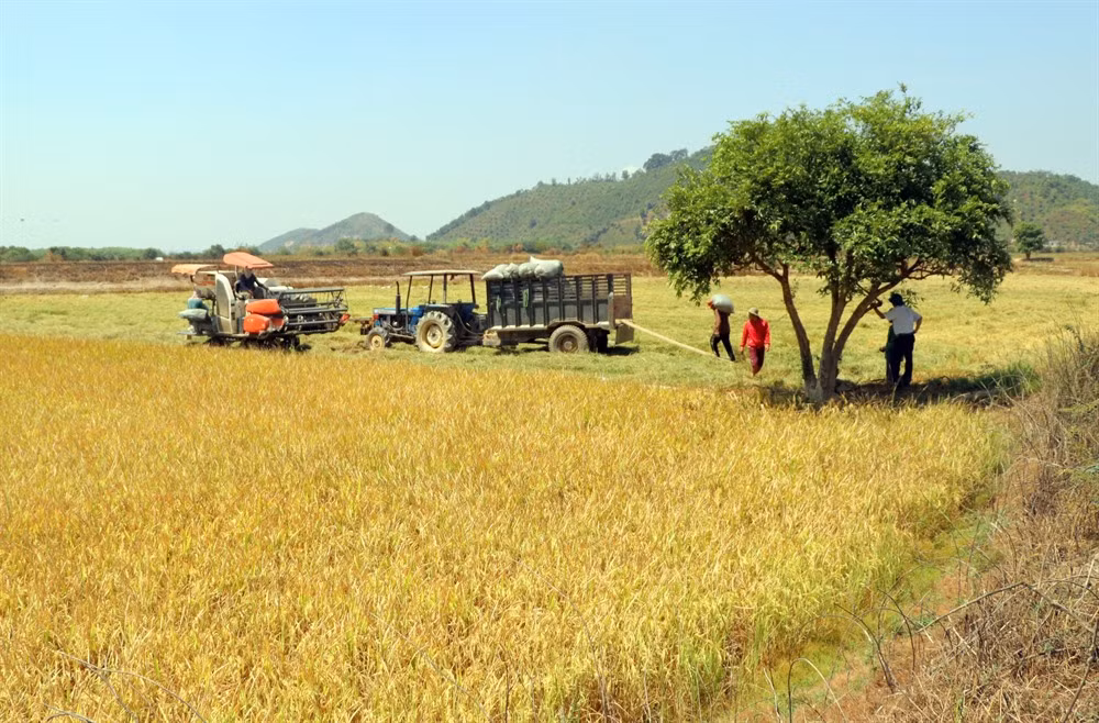 Lam Dong's small irrigation ponds help farmers withstand drought ảnh 1