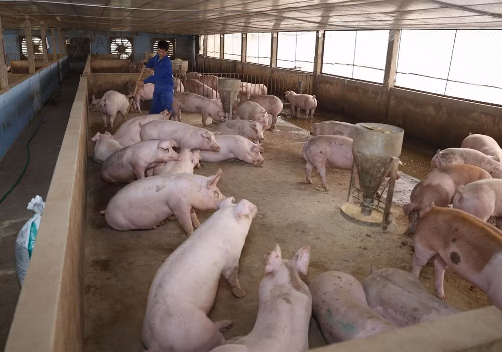 Forming value chains to enhance competitiveness for pig farmers ảnh 1