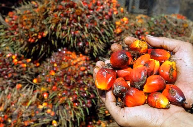 Indonesia threatens to ban some European goods ảnh 1