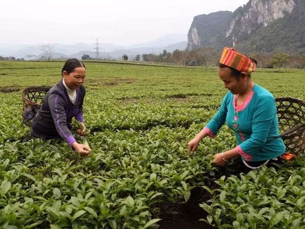 Soft loans in northwest region effective in poverty alleviation ảnh 1 Soft loans in northwest region effective in poverty alleviation ảnh 1
