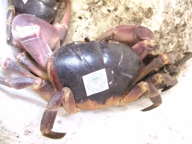 Sustainable crab catching a boon for islanders ảnh 1