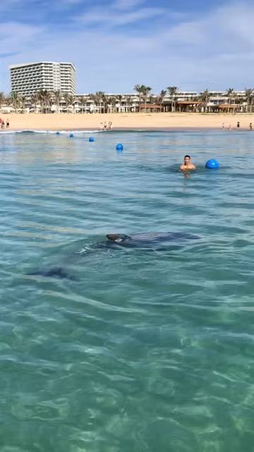Dolphin stuns beachgoers at Cam Ranh Bay ảnh 1 Dolphin stuns beachgoers at Cam Ranh Bay ảnh 1