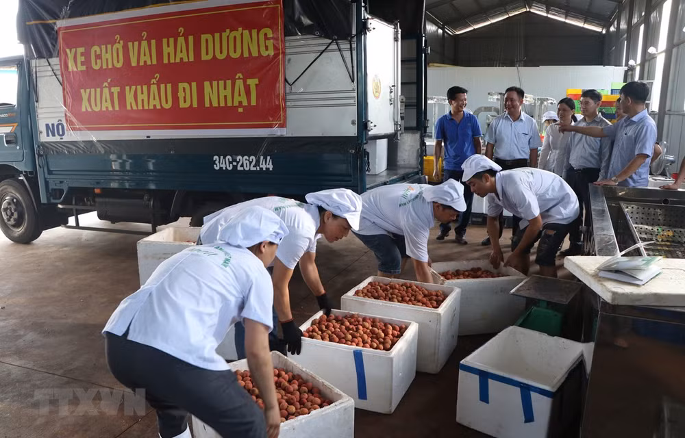 Hai Duong to send first shipment of Thanh Ha lychee to Japan ảnh 1
