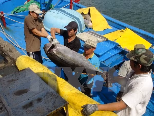Japan to build tuna processing plant in Phu Yen ảnh 1
