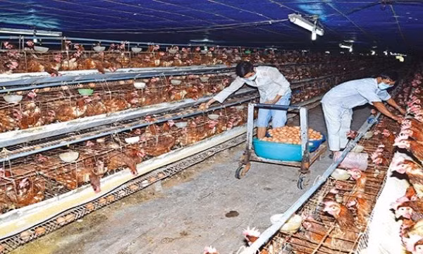  Vietnam, foreign institute partner in livestock research ảnh 1