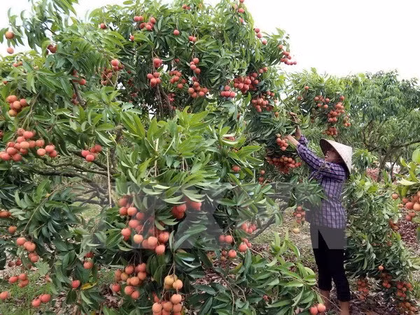 Hai Duong exports 5,000 tonnes of lychee so far ảnh 1 Hai Duong exports 5,000 tonnes of lychee so far ảnh 1