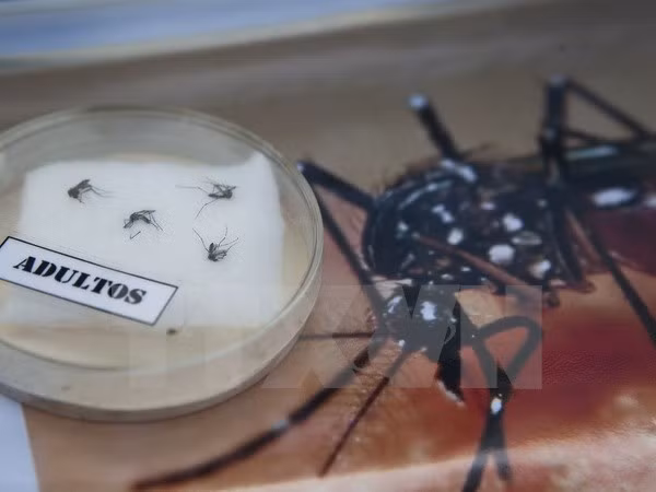 Ho Chi Minh City braces for Zika virus ảnh 1 Ho Chi Minh City braces for Zika virus ảnh 1