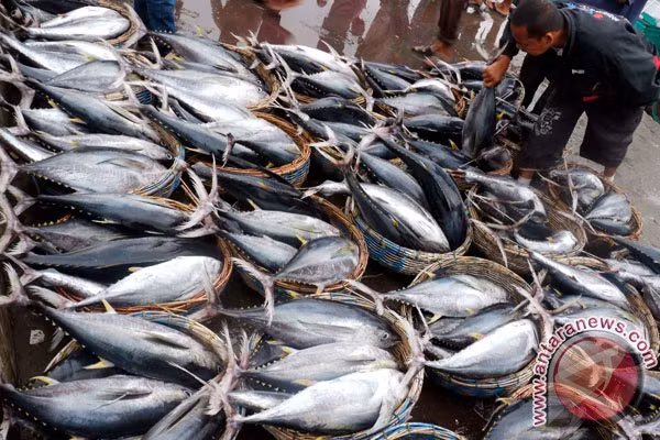 Indonesia boosts quota-based tuna fishing ảnh 1