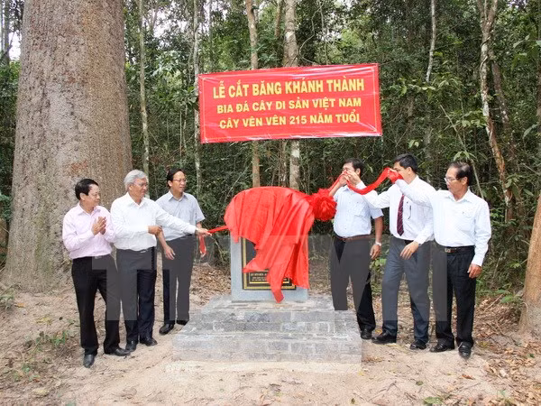 Heritage title given to centuries-old trees in Tay Ninh ảnh 1