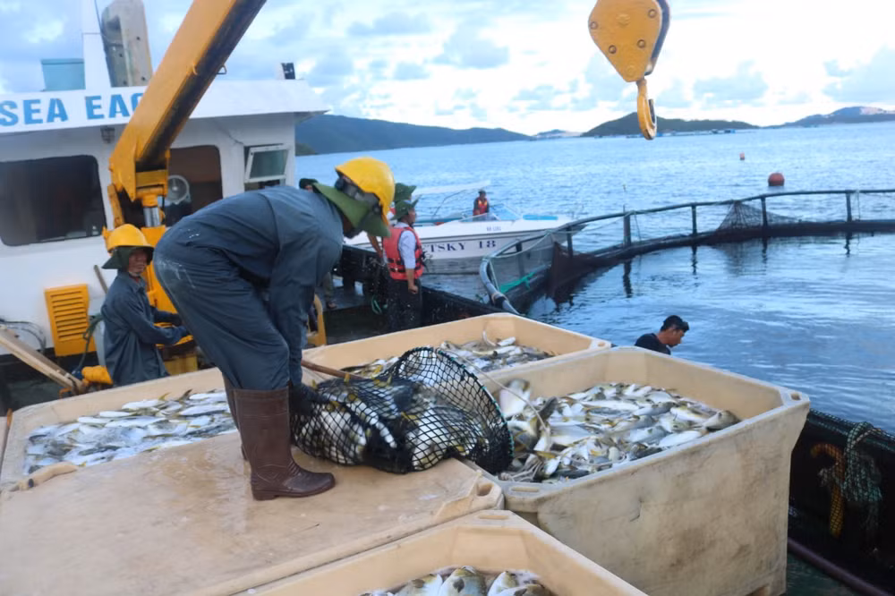 Ministry to tighten inspections at fishing ports ảnh 2