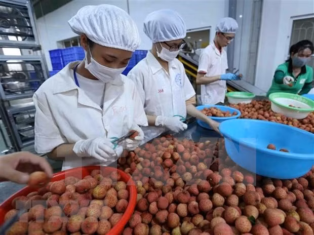 Trade promotion creates stable, sustainable market for agricultural products ảnh 2
