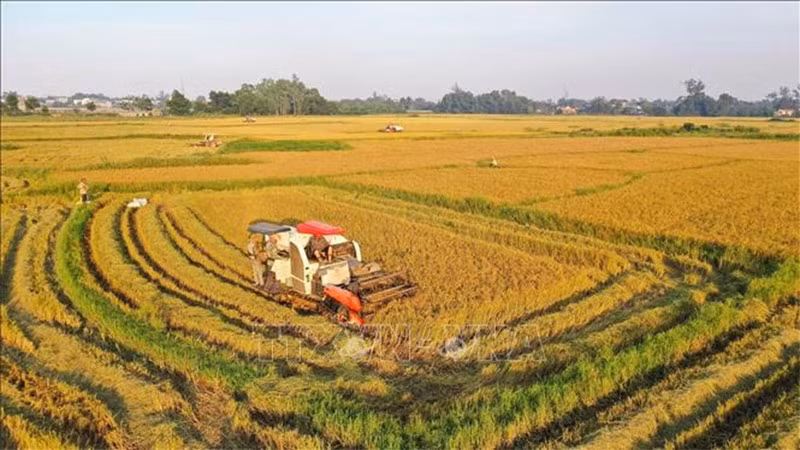 Hanoi strives to raise annual income for farmers to 70 million VND in 2023 ảnh 2