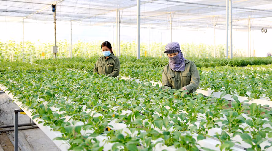 Hanoi strives to raise annual income for farmers to 70 million VND in 2023 ảnh 1