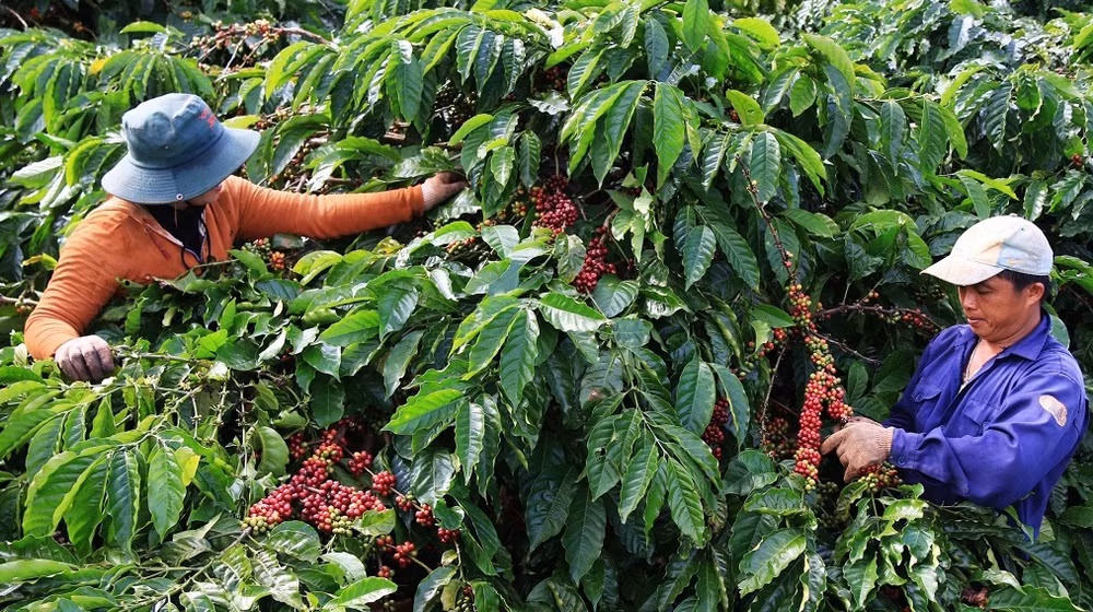 Measures sought to promote deforestation-free coffee production ảnh 1