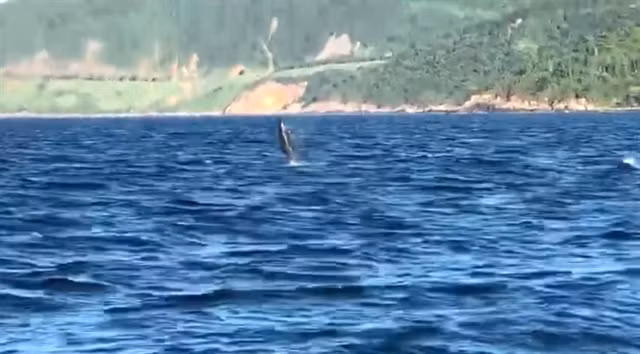 Dolphins spotted off Da Nang coast ảnh 1