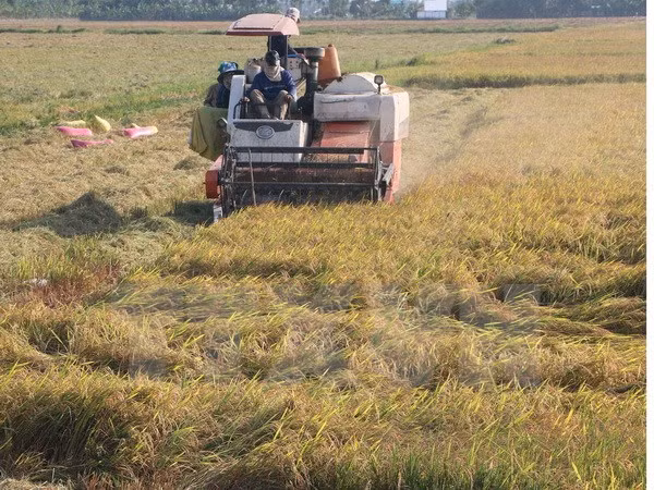 Mekong Delta’s rice yield rises in winter-spring crop ảnh 1
