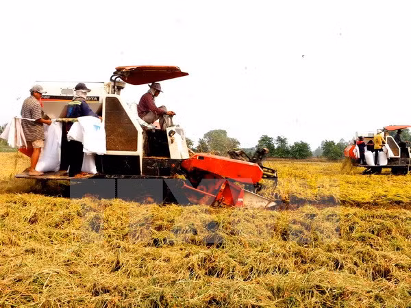 Hau Giang seeks investment in hi-tech agriculture ảnh 1