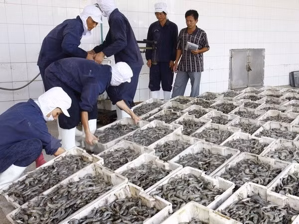 Mekong Delta’s raw shrimp prices soar ảnh 1