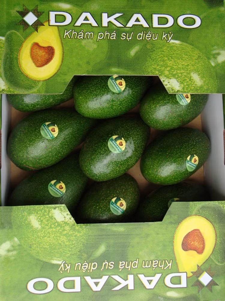 Dak Lak avocado targets world market ảnh 1