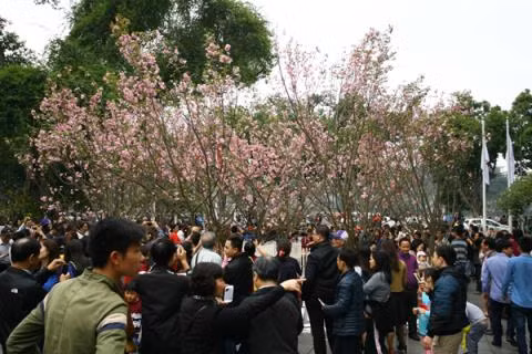 Japanese cherry flowers to be showcased in Hanoi ảnh 1