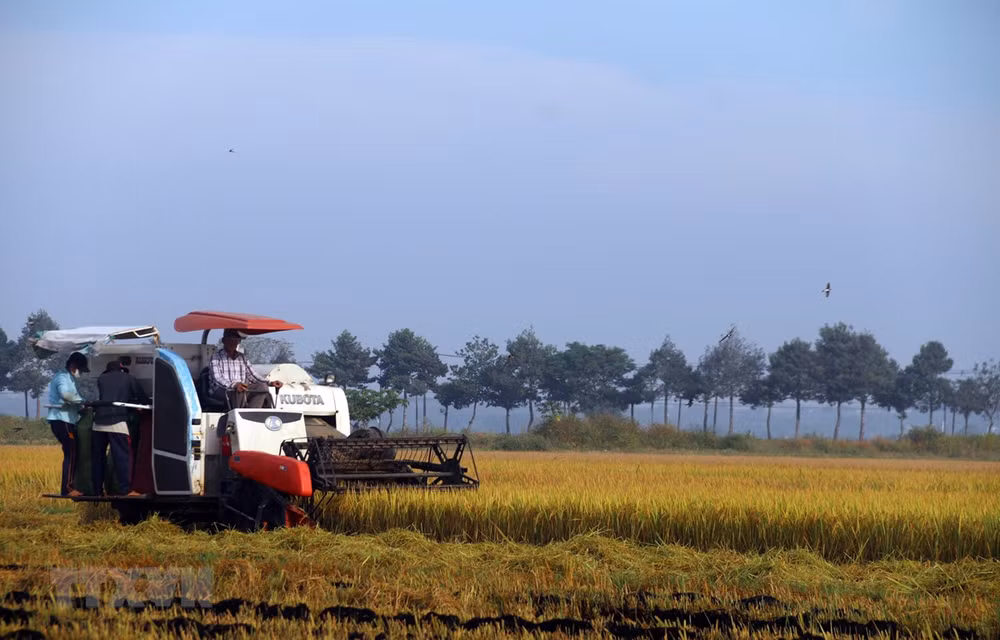 Support of agricultural insurance fees extended until year-end ảnh 1