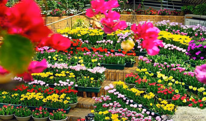 Quang Binh to host international flower festival in 2023 ảnh 1