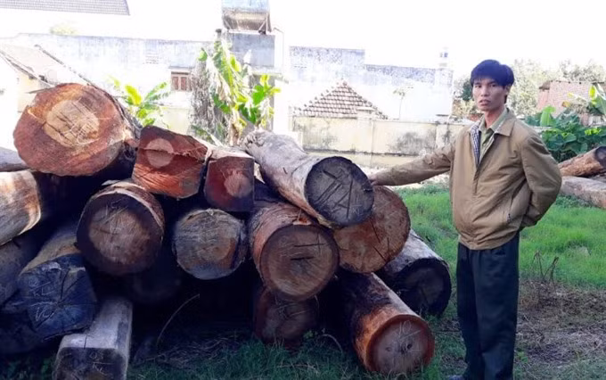 Timber smuggling worries Kon Tum ảnh 1 Timber smuggling worries Kon Tum ảnh 1