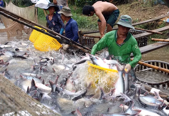 VASEP: Tra fish exports could be hurt by false news ảnh 1