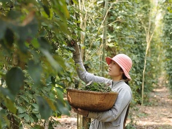 Pepper-based ecotourism promoted in Phu Quoc ảnh 1
