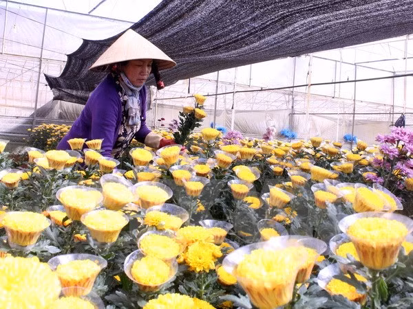 Da Lat to open flower trading centre ảnh 1