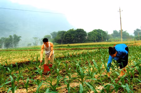 Yen Bai looks to diversify crops ảnh 1