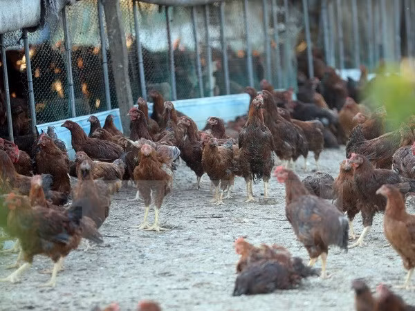 New avian flu outbreak hits Philippines ảnh 1 New avian flu outbreak hits Philippines ảnh 1