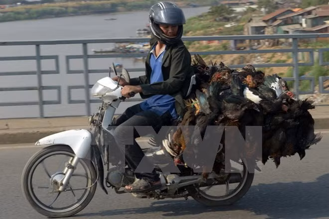Bird flu detected in Cambodia ảnh 1