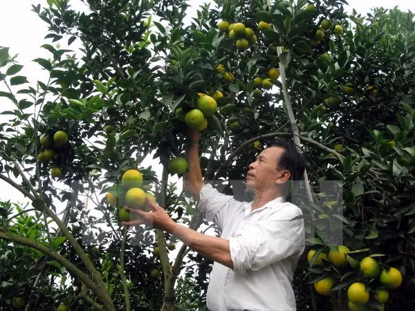 Vinh orange fair opens in Nghe An ảnh 1 Vinh orange fair opens in Nghe An ảnh 1