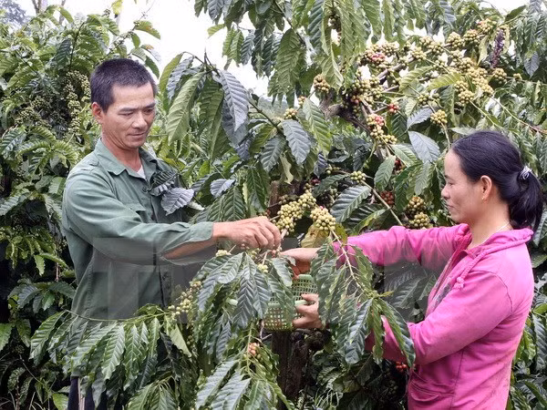 Central Highlands attractive to more investors ảnh 1