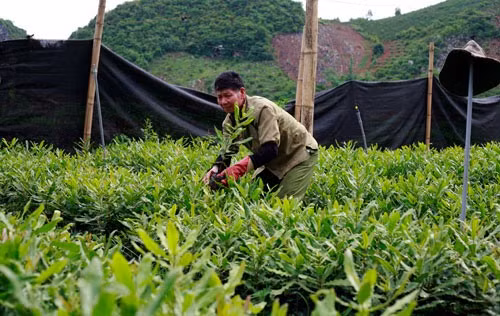 Son La aims to up macadamia 10-fold by 2020 ảnh 1