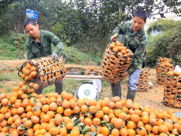 Agricultural trade fair to take place in Hanoi ảnh 1 Agricultural trade fair to take place in Hanoi ảnh 1