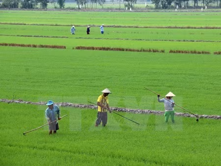 Better Rice initiative to help Mekong farmers ảnh 1