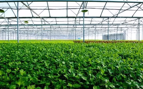 First farm in Vietnam receives US, EU organic certification ảnh 1