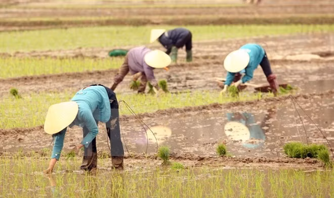 Canada doles out 12.9 million USD for Vietnam’s agriculture ảnh 1