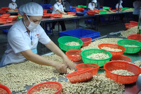 West African delegation looks to study Binh Phuoc’s cashew sector ảnh 1