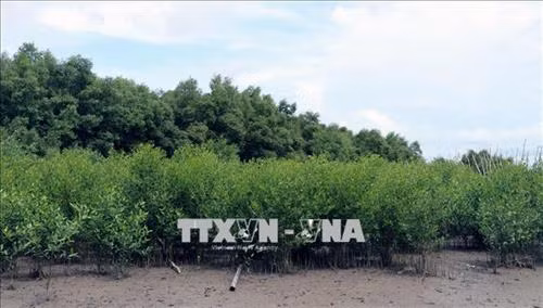 Kien Giang spends 356 billion VND on four afforestation projects ảnh 1