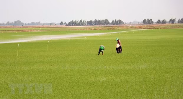 Kien Giang to molibise 17 trillion VND for new-style rural area building ảnh 1 Kien Giang to molibise 17 trillion VND for new-style rural area building ảnh 1