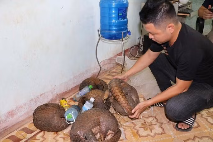 Quang Tri: Wildlife trafficker arrested, five pangolins rescued ảnh 1